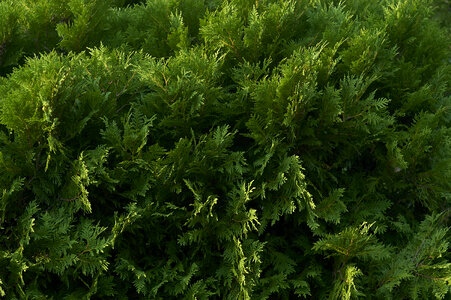 Green Bush