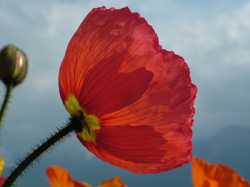 Naked stalks poppy mohngewaechs papaveraceaeblume