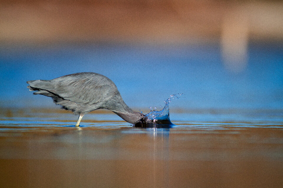 Heron Bird photo