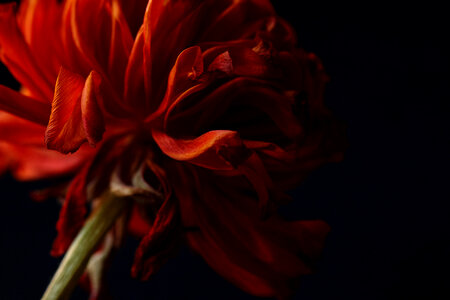 Red Flower