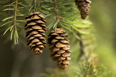Pine Cones photo