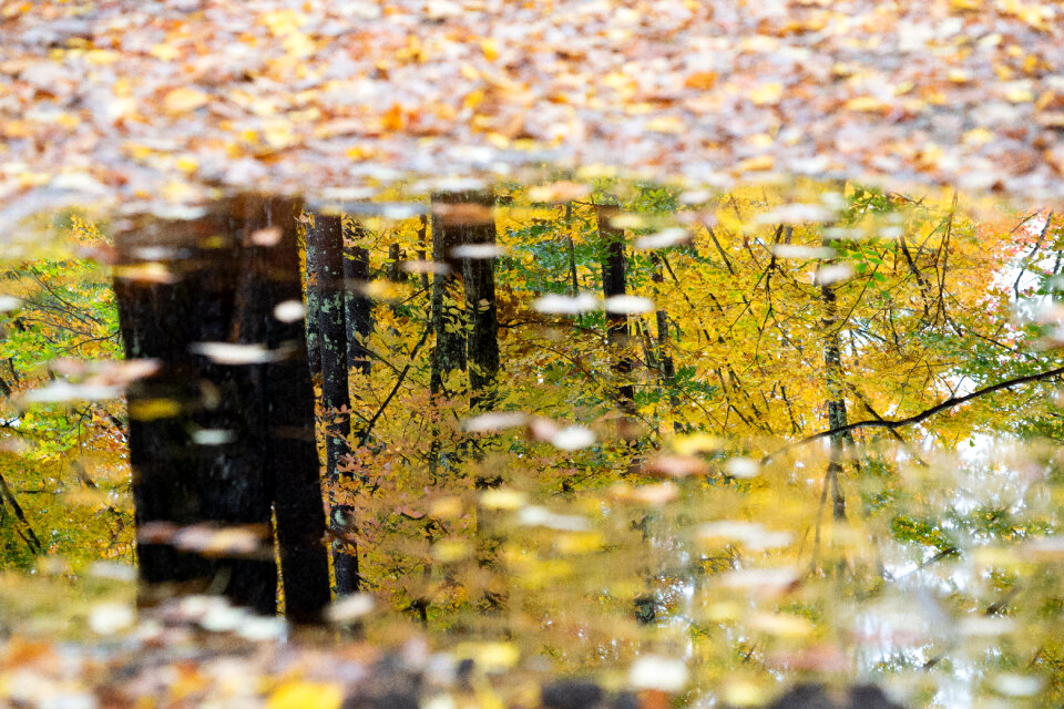 Fall Leaves photo