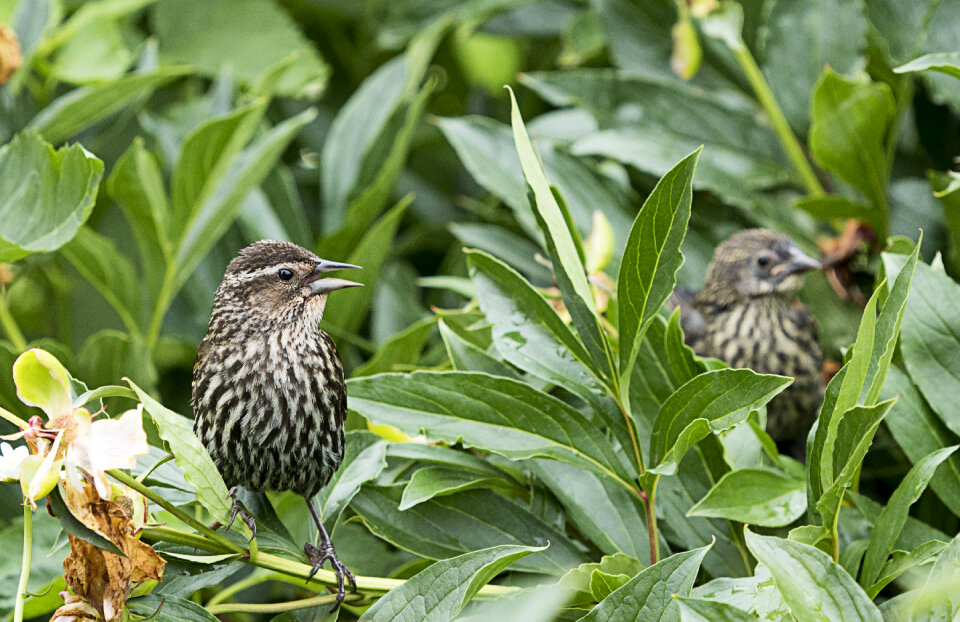 Bird Nature photo