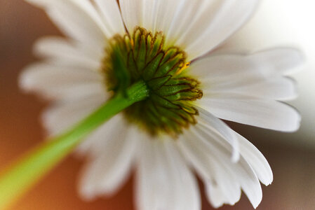 Flower Blossom
