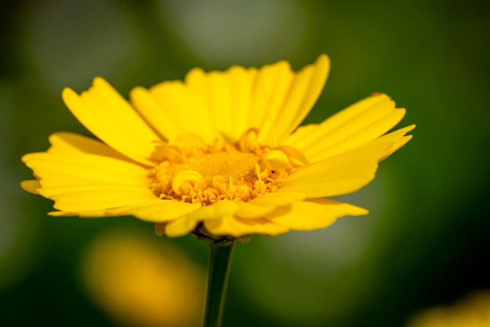 Yellow Flower
