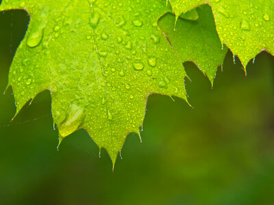 Leaf Dew photo