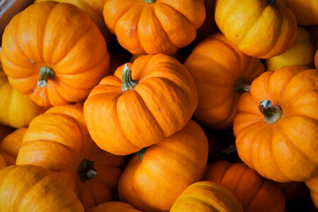 Fall Pumpkins photo