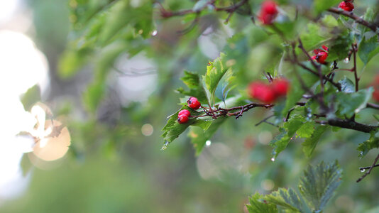 Berries Tree photo