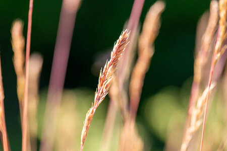 Tall Grass photo