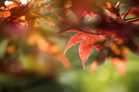 Maple Leaf photo