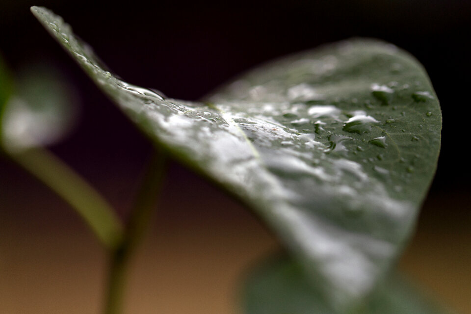 Leaves Rain photo