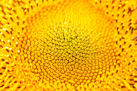 Sunflower Macro photo