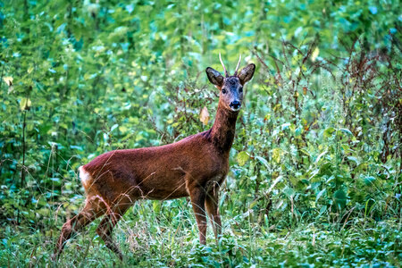 Deer Forest photo