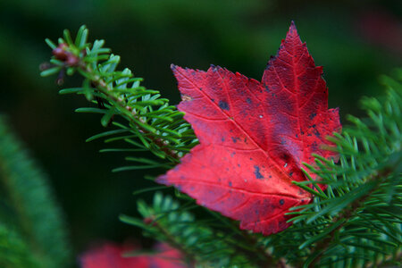 Autumn Maple photo