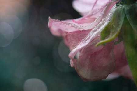 Flower Drops photo