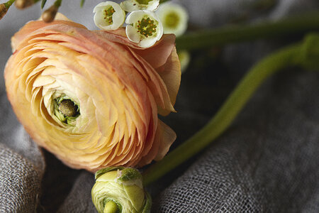 Flower Blossom
