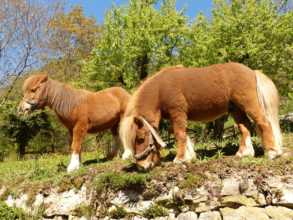Horse shetland pony animal