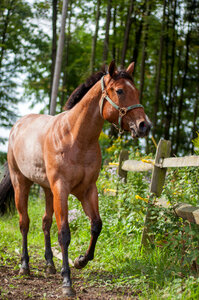 Horse Nature photo