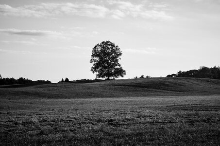 Tree Nature photo