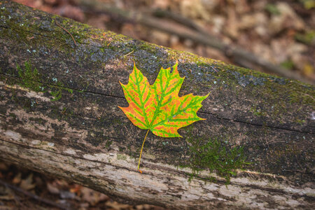 Fall Leaf photo