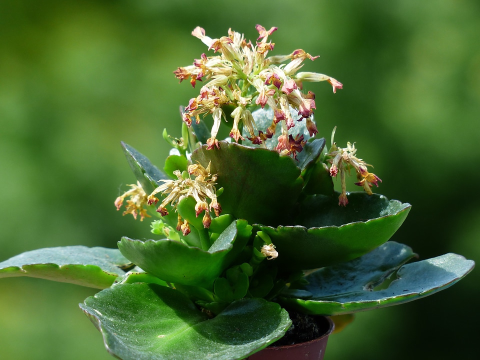 Kalanchoe flora flower