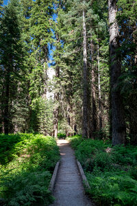 Forest Path photo