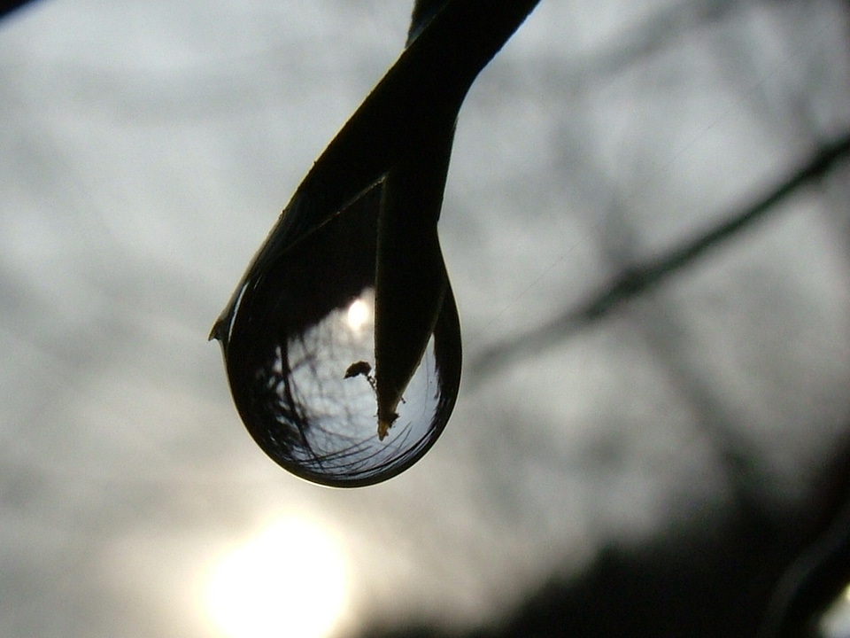 Reflection branch leaf