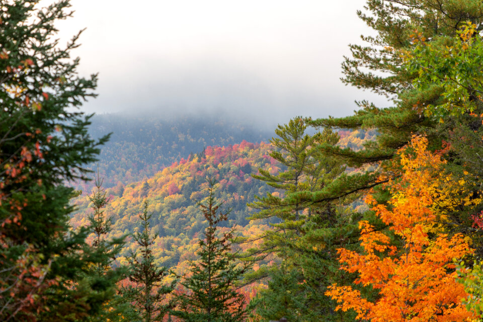 Autumn Foliage photo