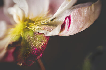 Flower Drops photo