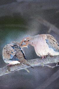 Birds Nature photo