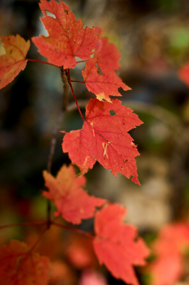 Autumn Maple