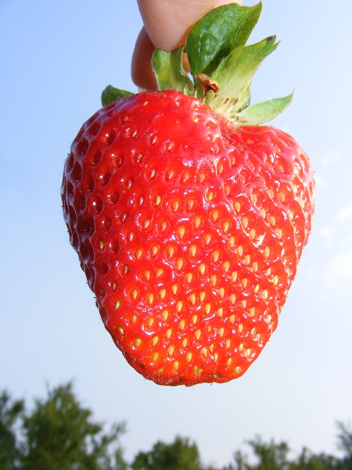 Fresh food berry