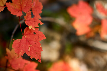 Fall Leaf photo