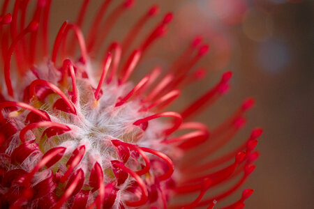 Abstract Flower