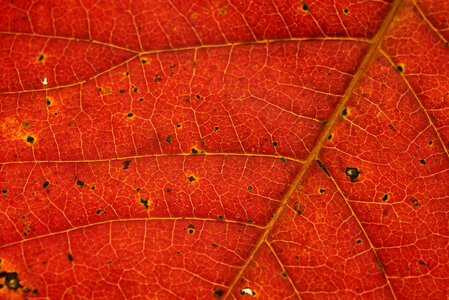 Leaf Vein photo