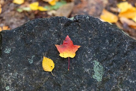 Fall Leaf photo