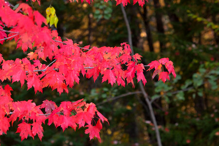 Autumn Colorful photo