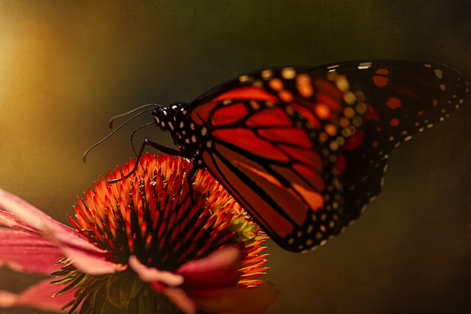 Butterfly Insect
