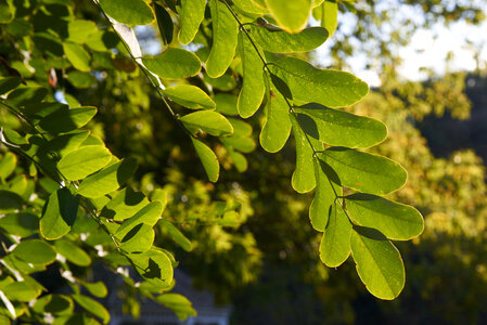 Green Leaves photo