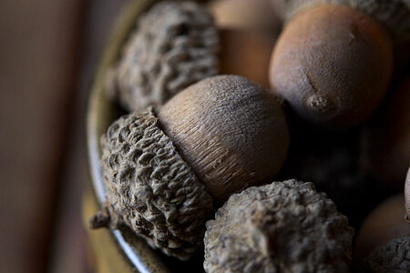 Acorn Nuts photo