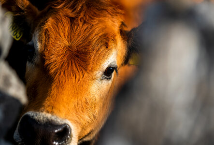 Calf Cow photo