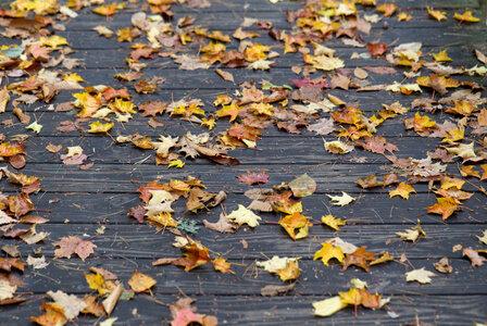 Fall Leaves photo