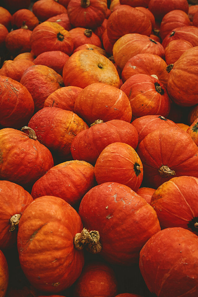 Fall Pumpkins