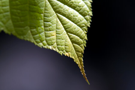 Green Leaf photo