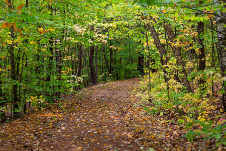 Autumn Woods photo