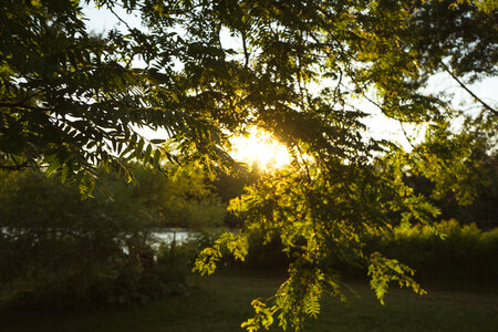 Green Leaves