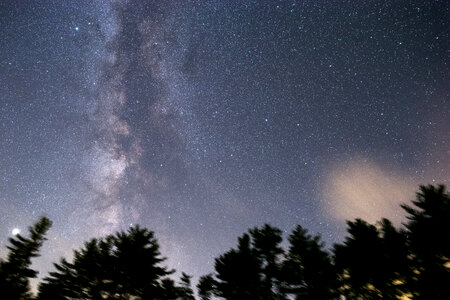 Night Tree photo