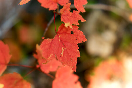 Fall Leaf photo