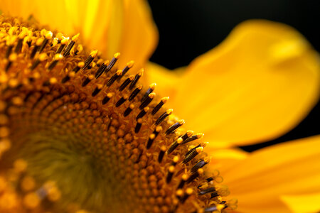 Sunflower Macro