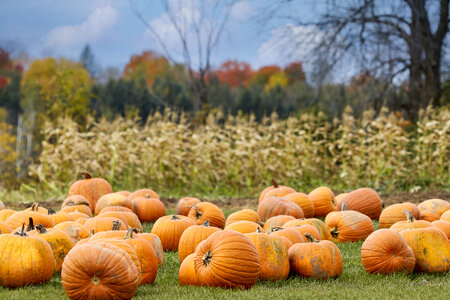 Pumpkin Patch